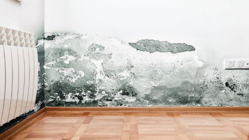 Mold Removal in Laurel, IN (7370)