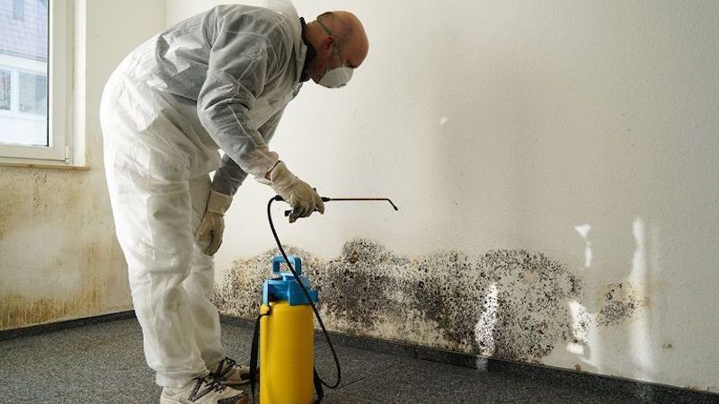 Mold Removal in Posey, IN (6101)