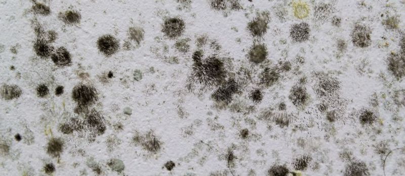 Mold Cleanup in Bath, IN (5779)